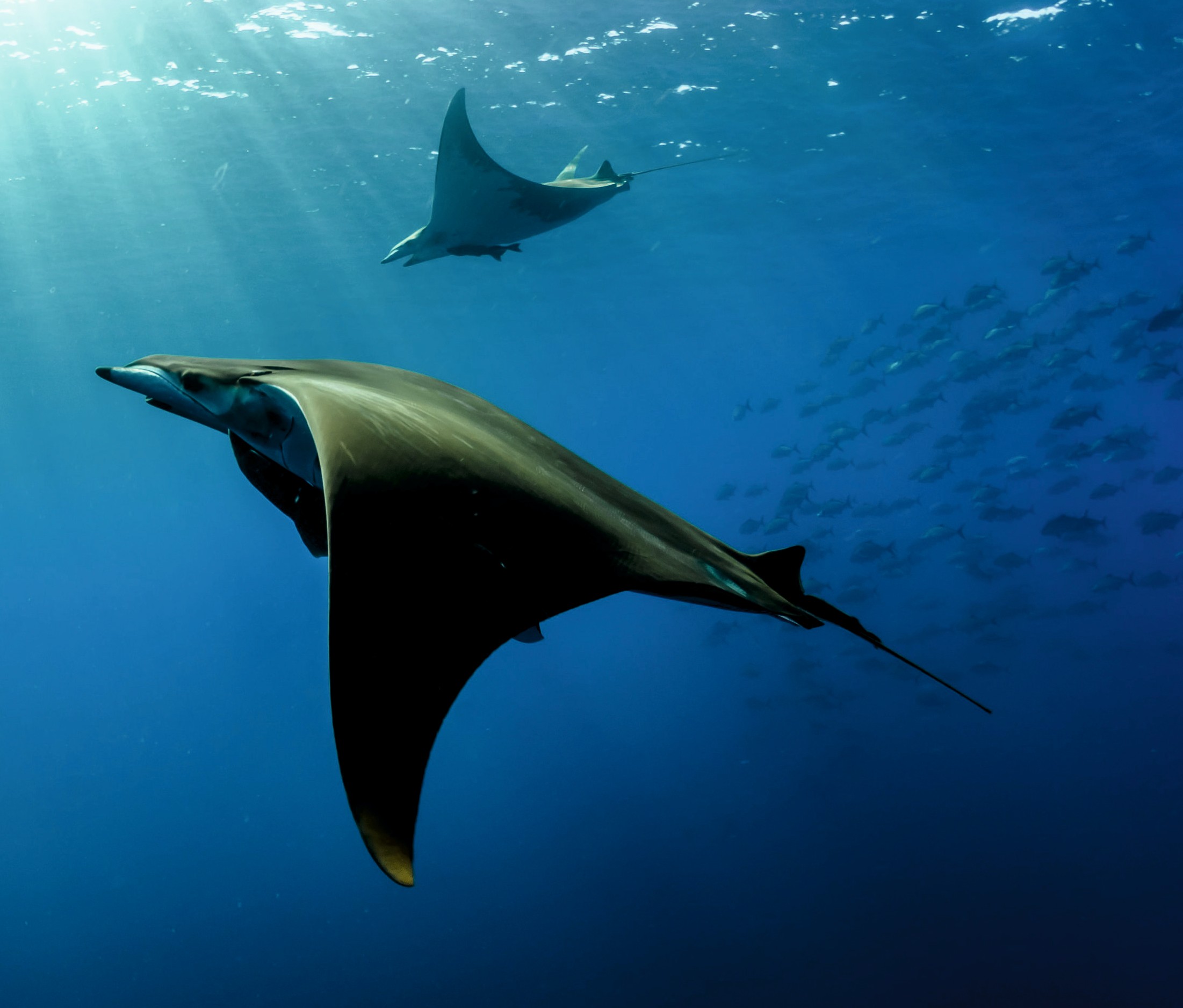 SNORKELING WITH MANTA RAYS